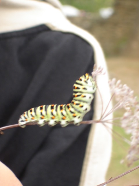 Schmidtburg 09  001068.JPG